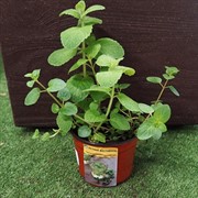 Чайная коллекция Мятный чай - фото 52919