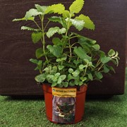 Чайная коллекция Релакс - фото 52920