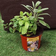 Чайная коллекция Русский чай - фото 52922