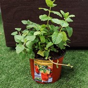 Чайная коллекция Сладкий чай - фото 52923