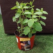 Чайная коллекция Холодный чай - фото 52924