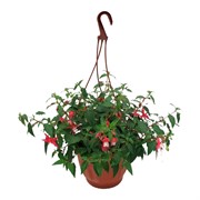 Фуксия кашпо 21 - фото 52958