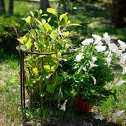 Опора кованая для растений 57-907 - фото 54054