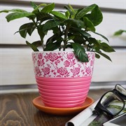 Горшок КРОКУС гламур розовый 0,7л №1 11см - фото 55347