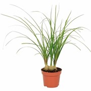 Нолина 9/30 - фото 55901