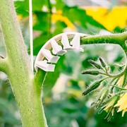 Кистедержатель для томатов Листок 25шт - фото 55987 Кистедержатель для томатов Листок 25шт - фото 55987