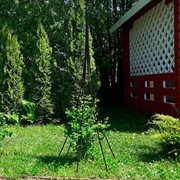 Опора для растений кованая высокая чёрная 58-900 - фото 56038