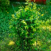 Опора металлическая для садовых растений зелёная 58-912Gr - фото 56831