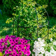 Опора для садовых растений металлическая черная Купол 58-908В - фото 56937