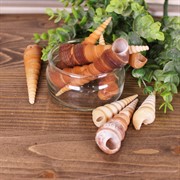 Ракушки ТРИТОН ТЕРЕБРА ТУРИТЕЛЛА 120г - фото 56967