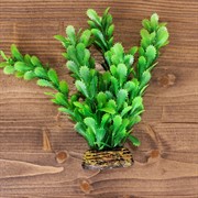 Растение ТРИТОН пластмасcовое 16см 1678 - фото 56982