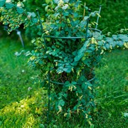 Опора металлическая для садовых растений зелёная 58-912Gr - фото 57280