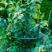 Опора металлическая для садовых растений зелёная 58-912Gr - фото 57282