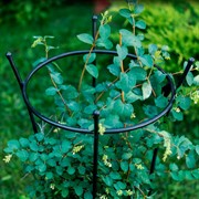 Опора металлическая для садовых растений чёрная 58-913В - фото 57299