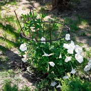 Опора кованая для растений 57-906 - фото 57573