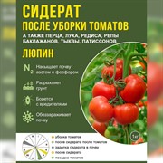 Сидерат Люпин однолетний после уборки томатов и перца 1кг - фото 57820