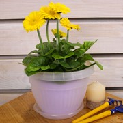 Горшок Флора 1,6л прозрачный с поддоном - фото 57952