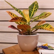 Горшок Орион 2,3л фраппе с вкладышем - фото 57997