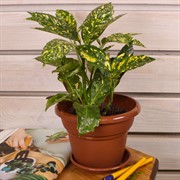 Горшок Милано 2л терракот - фото 58001