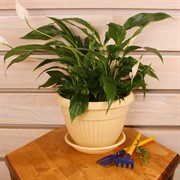 Горшок Флора 2,6л бежевый с поддоном - фото 58003