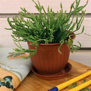 Горшок Виноград 0,5л терракот с поддоном - фото 58005