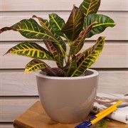 Горшок Орион 3,5л фраппе с вкладышем - фото 58009