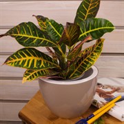 Горшок Орион 3,5л фраппе с вкладышем - фото 58010