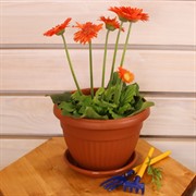 Горшок Флора 2,6л терракот с поддоном - фото 58014