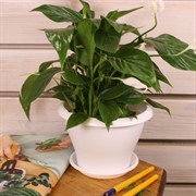 Горшок Гамма 2л белый с поддоном - фото 58016