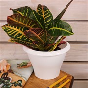 Горшок Гамма 2,9л белый с поддоном - фото 58028