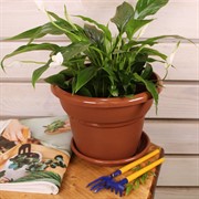 Горшок Милано 4,5л терракот - фото 58037