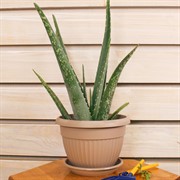 Горшок Флора 2,6л фраппе с поддоном - фото 58039