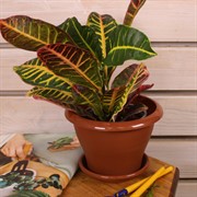 Горшок Гамма 2л терракот с поддоном - фото 58053