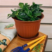 Горшок Виноград 1л терракот с поддоном - фото 58059