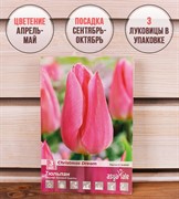 Тюльпан Холланд Бьюти (3) - фото 58106