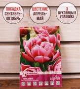 Тюльпан махровый ранний Колумбус (3) - фото 58109