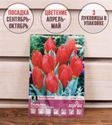 Тюльпан простой ранний Ред Ревивал (3) - фото 58110