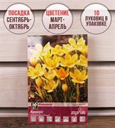 Крокус Романс (10) - фото 58111