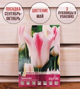 Тюльпан Холланд Шик (3) - фото 58112