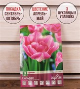 Тюльпан Поздний Апстар (3) - фото 58113