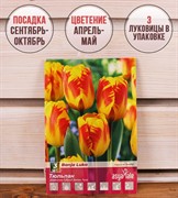 Тюльпан дарвинов гибрид Банья Лука (3) - фото 58114