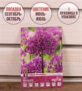 Аллиум Перпл Сенсейшен (1) - фото 58115