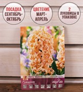 Гиацинт Джипси Куин (2) - фото 58116