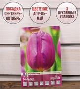 Тюльпан Перпл Флэг (3) - фото 58117