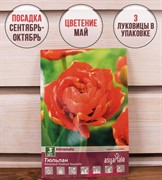 Тюльпан махровый поздний Миранда (3) - фото 58118