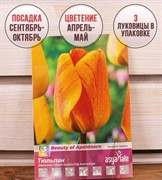 Тюльпан дарвинов гибрид Бьюти Оф Апельдорн (3) - фото 58119