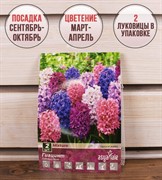 Гиацинт Микс (2) - фото 58123