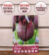 Тюльпан Рональдо (3) - фото 58124