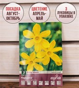 Нарцисс Бейби Мун (3) - фото 58126