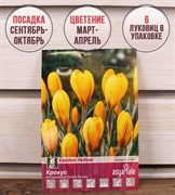 Крокус ботанический Голден Йеллоу (6) - фото 58128